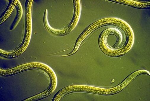 Parasitic nematode worms in the small intestine of man