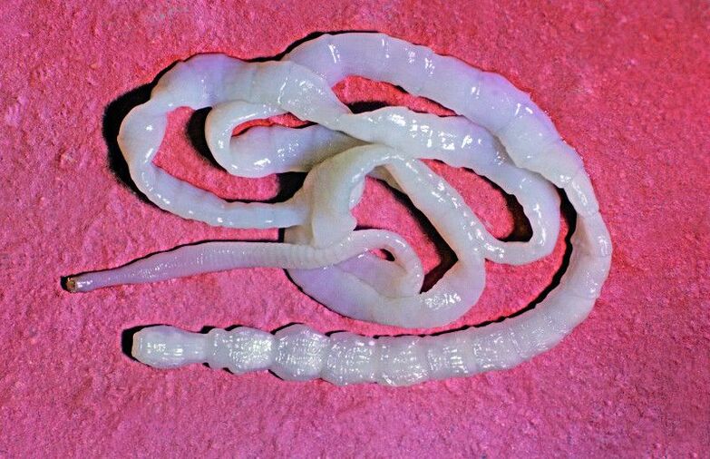 The cow tapeworm is an ordinary intestinal worm